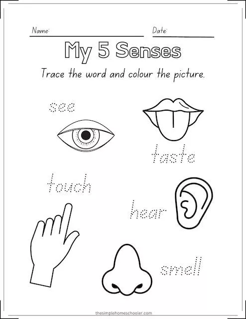 Best senses coloring pages free easy print senses preschool five senses preschool senses preschool