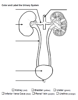 Label and color the urinary system