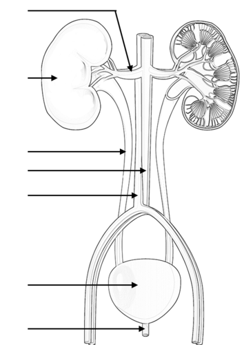 Urinary system labeling diagram