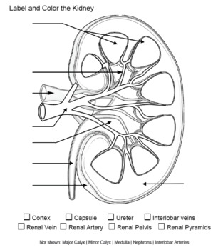 Label and color the kidney key by biologycorner tpt