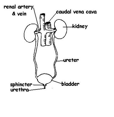 The anatomy and physiology of animalsexcretory system worksheetworksheet answers