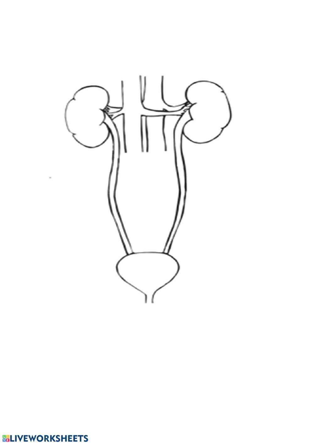 Label the urinary system online exercise for live worksheets