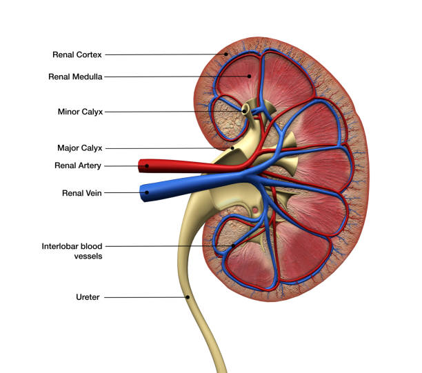 Labeled diagram of kidney stock photos pictures royalty