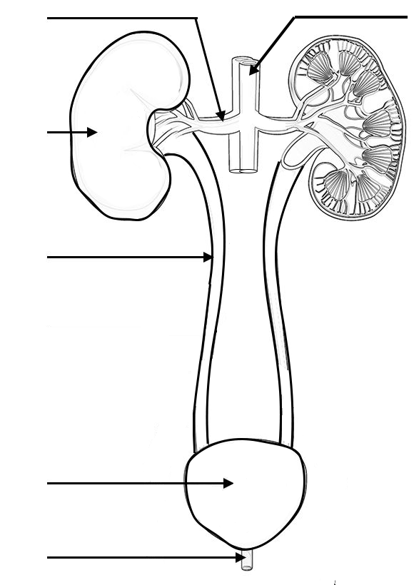 Color and label the urinary system