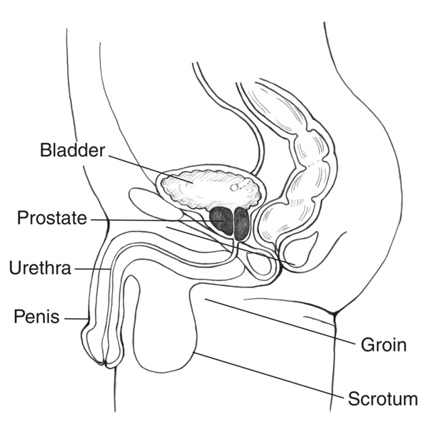 Side view of the male urinary tract with labels pointing to the bladder groin penis prostate scrotum and urethra
