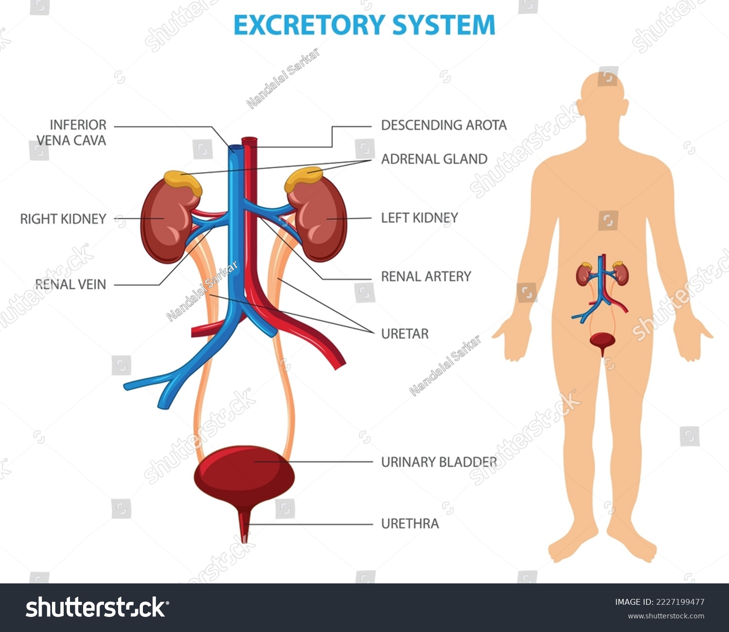 Best excretory system royalty