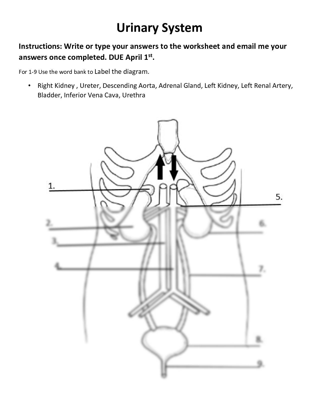 Solution urinary system questions worksheet