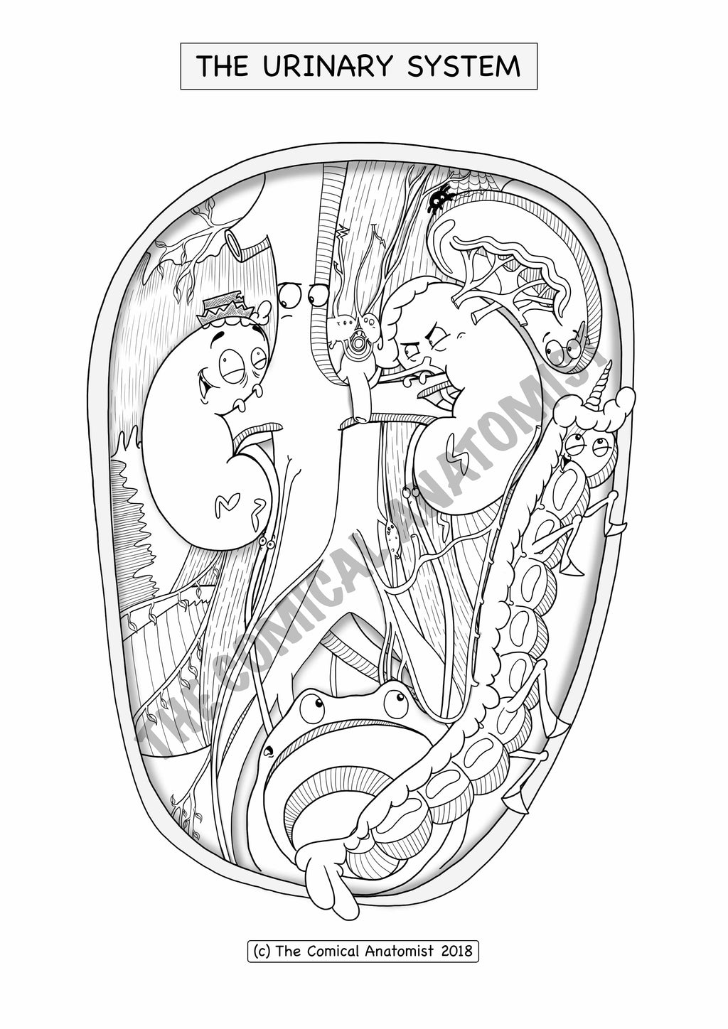 Urinary system coloring book the ical anatomist shop