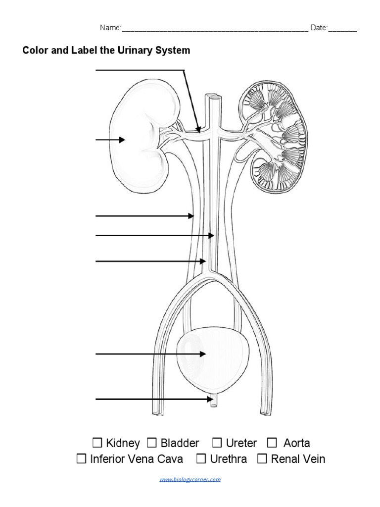 Color and label the urinary system pdf urinary system animal anatomy