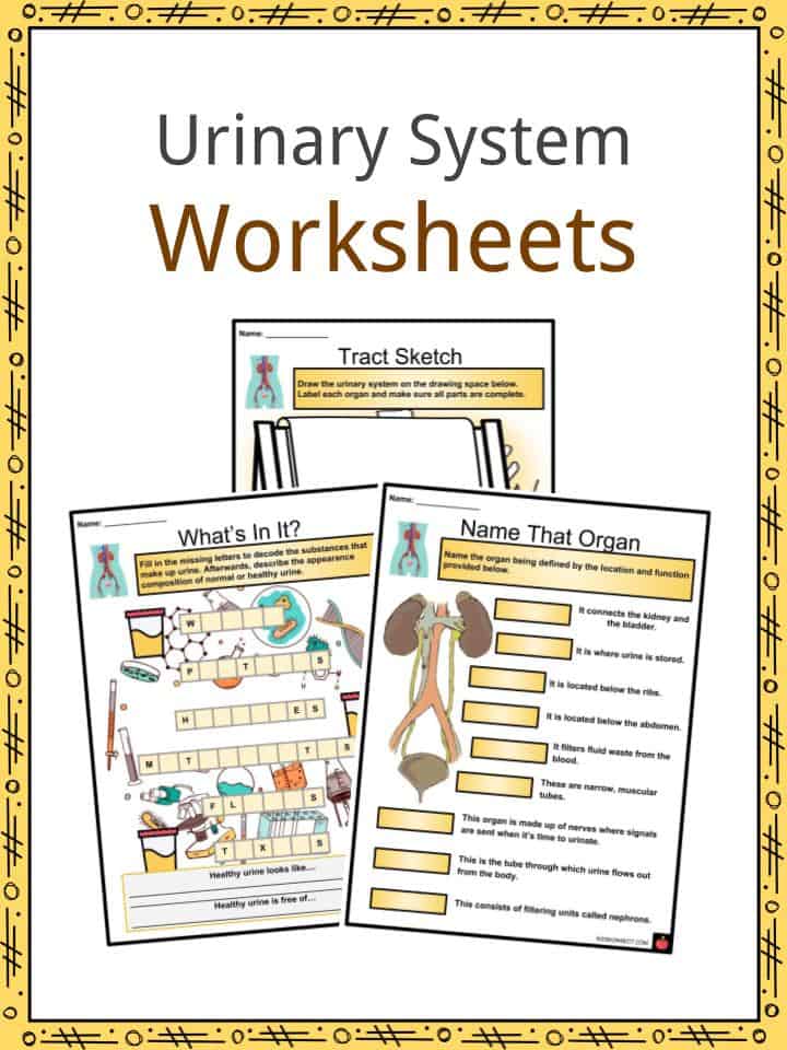 Urinary system worksheets functions parts diseases