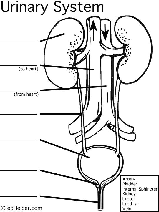 Urinary system diagram worksheet human body unit study high school biology human body systems