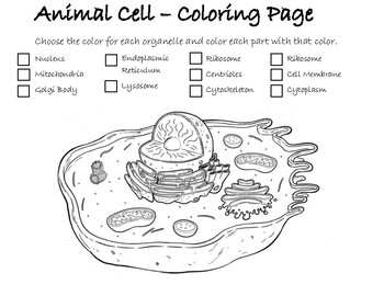 Animal cell