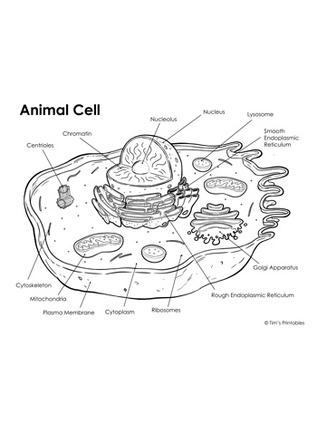 Animal cell diagram â tims printables