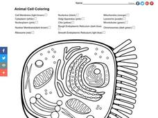 Animal cell coloring worksheet for all grades lesson planet
