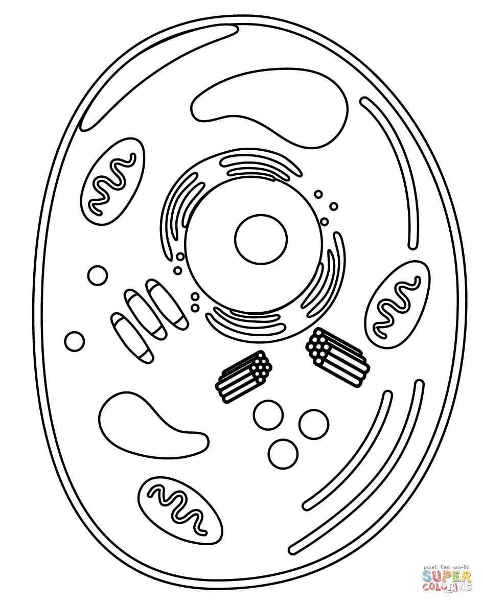 Animal cell coloring page free printable coloring pages