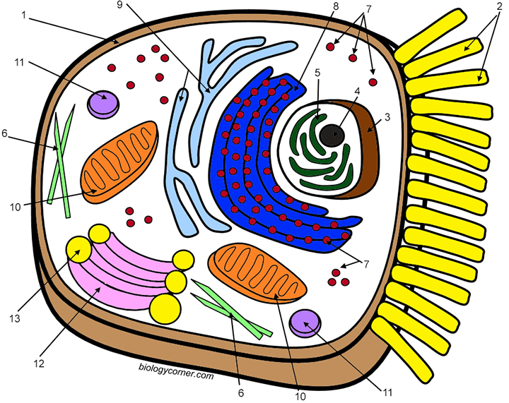 Color the organelles of a typical animal cell