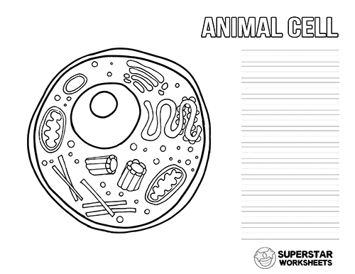 Animal cell worksheet