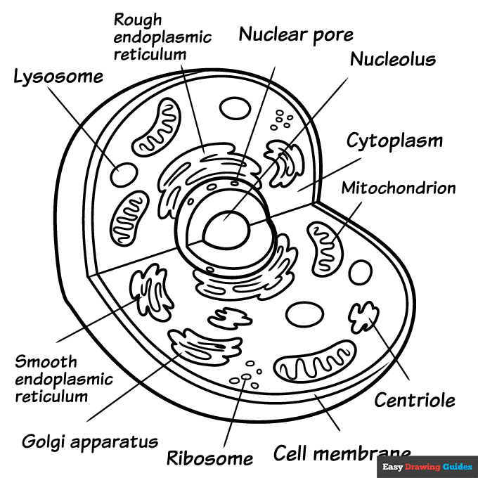Animal cell coloring page easy drawing guides