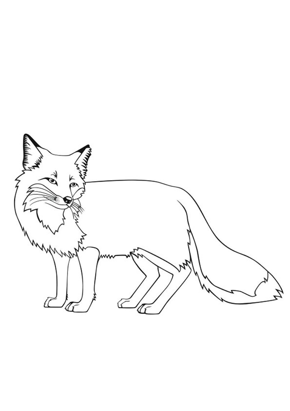 Coloring pages fox coloring page