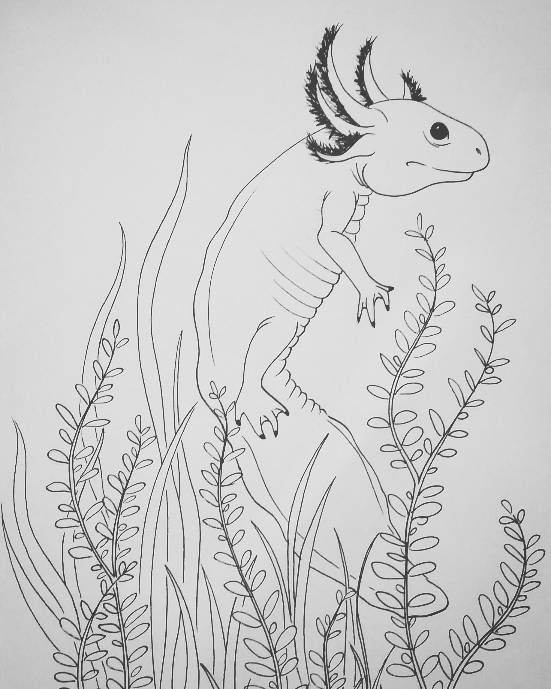 I decided to make an axolotl coloring book raxolotls