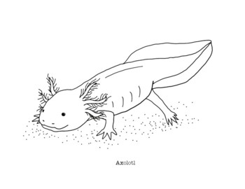 Axolotl coloring page by mama draw it tpt