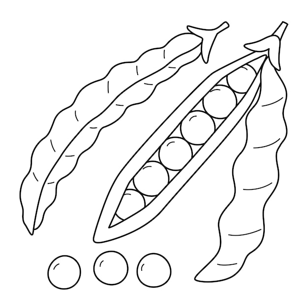 Premium vector green bean fruit isolated coloring page