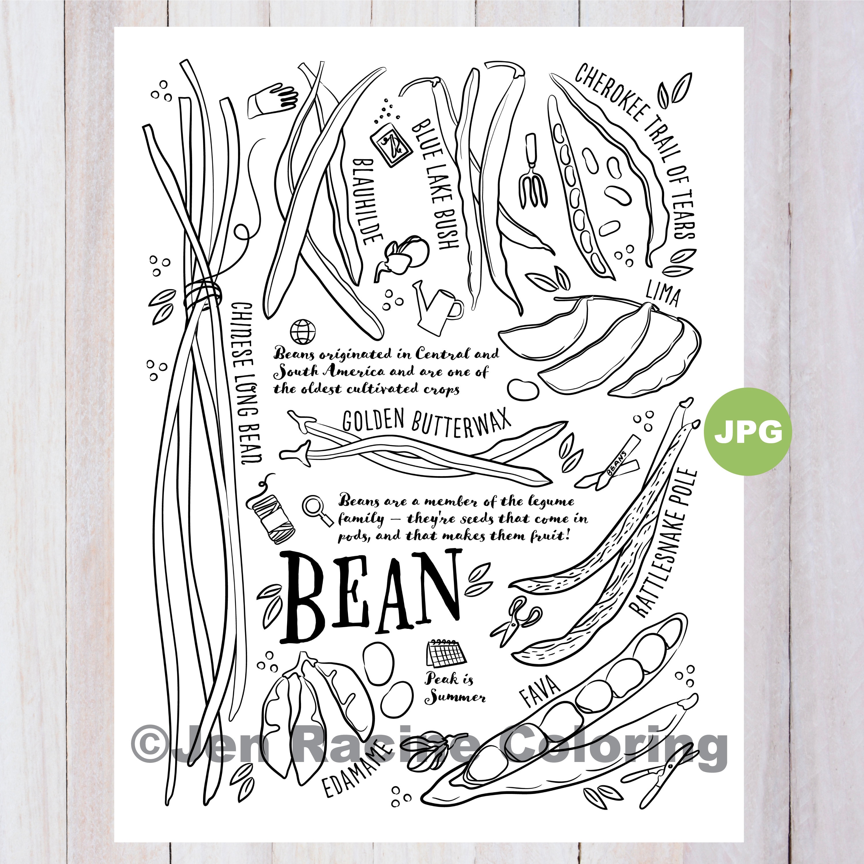 Bean coloring page vegetable coloring page garden gardening homegrown vegetable coloring pages