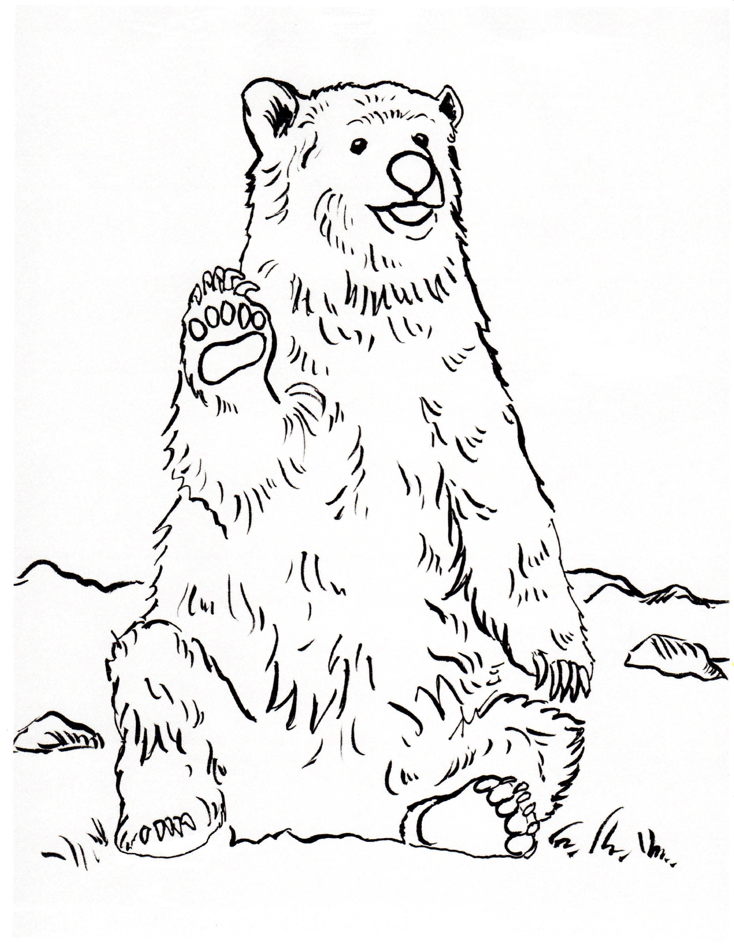 Grizzly bear coloring page