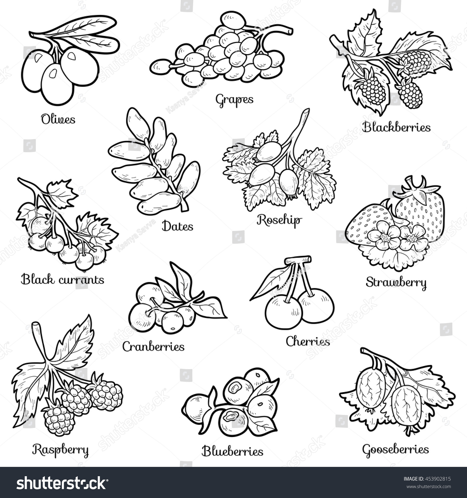 Hakuun black white set berries coloring page liittyvã vektorikuva rojaltivapaa