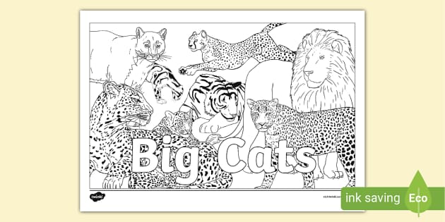 Big cats montage louring page teacher made