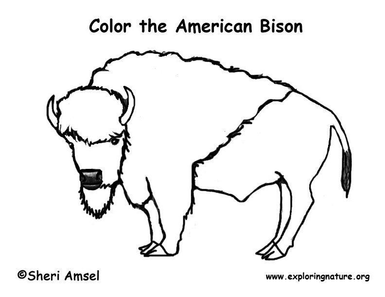 Bison coloring page