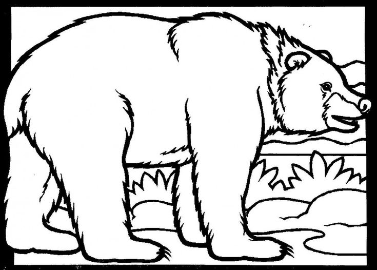 Black bear coloring page clipart best bear coloring pages bear coloring pages animal coloring pages coloring pages