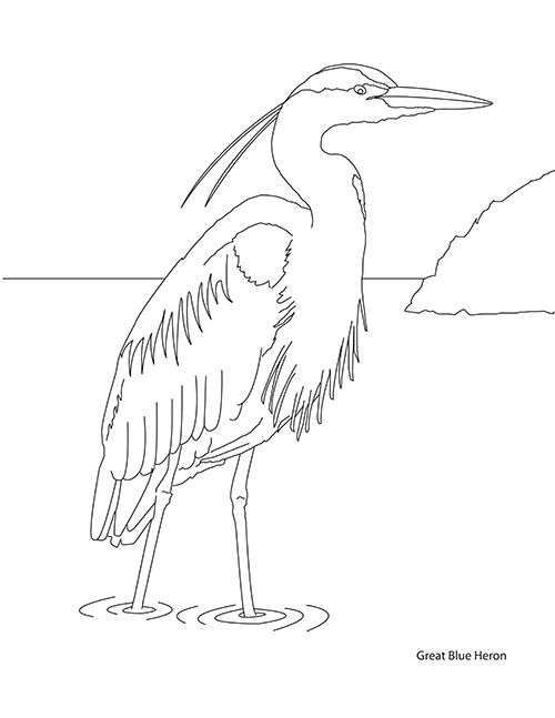 Birds coloring book pages