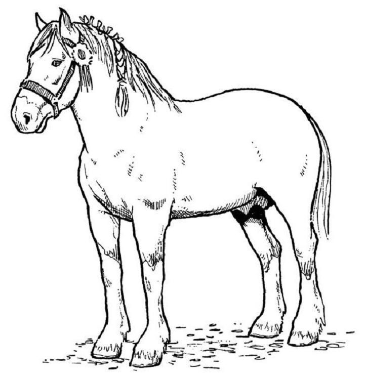 Online coloring book horse coloring pages horse coloring horse template