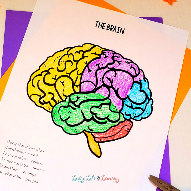Parts of the brain coloring page