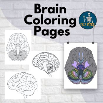 Brain coloring pages anatomy coloring by no lead pencil tpt