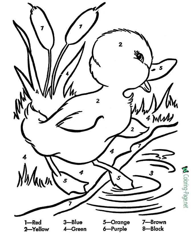 Duck color by number worksheet