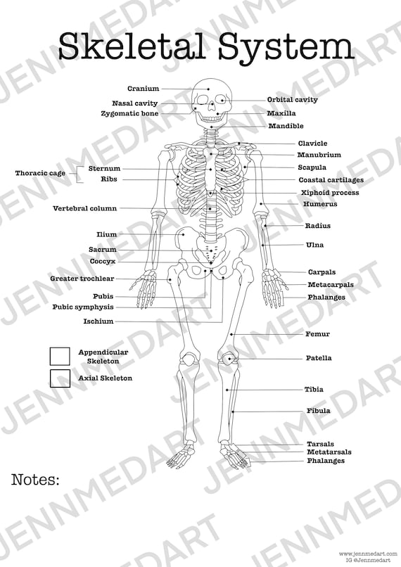Skeletal system anatomy coloring page labeled digital download skeleton anatomy diagram anatomy worksheet student study guide anatomy art download now