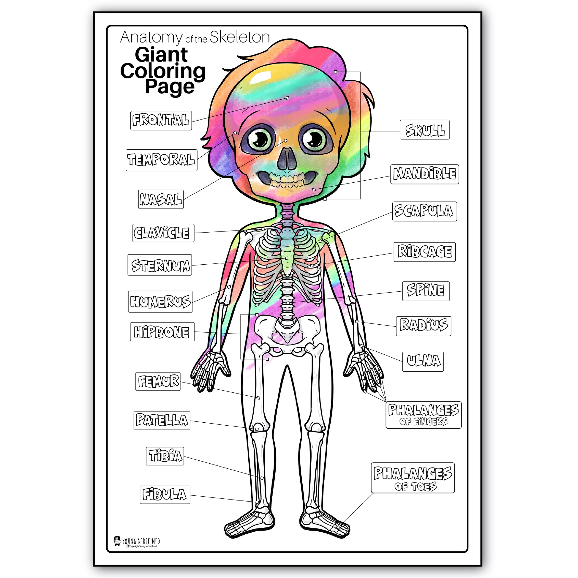 Human anatomy skeleton large coloring page for kids young n refined â young n refined