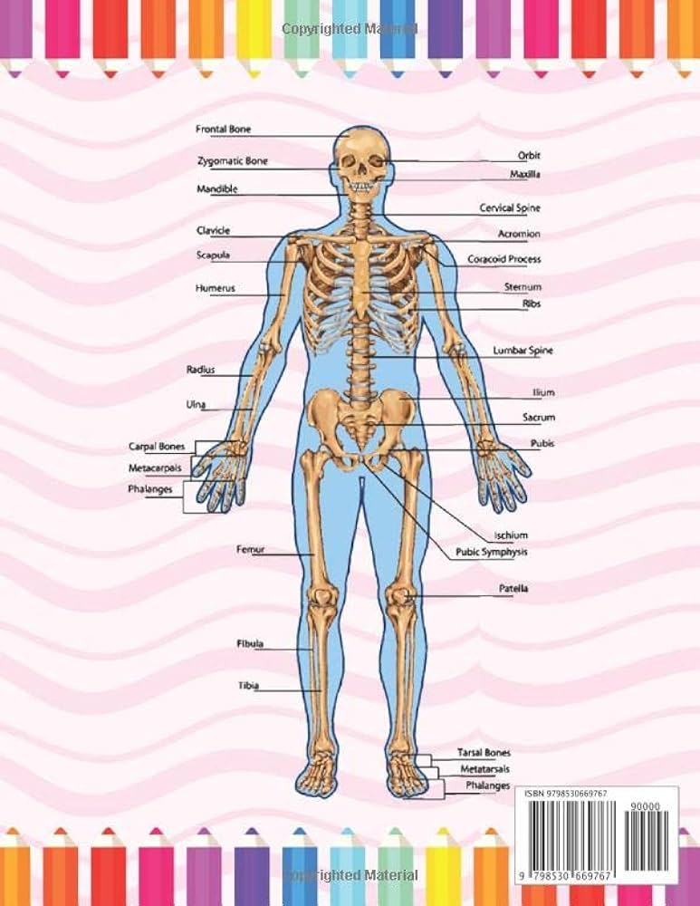 Human skeleton anatomy coloring book human skeleton coloring activity book for kids an entertaining and instructive guide to the human skeleton human body anatomy coloring book for kids publication sarlayniacell