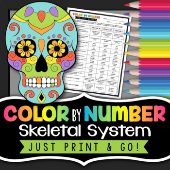 Skeletal system color by number