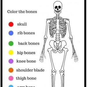 Anatomy archives