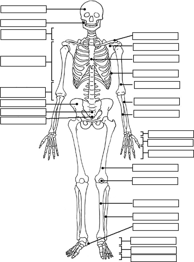 Label the skeleton anatomy coloring book anatomy and physiology human anatomy and physiology