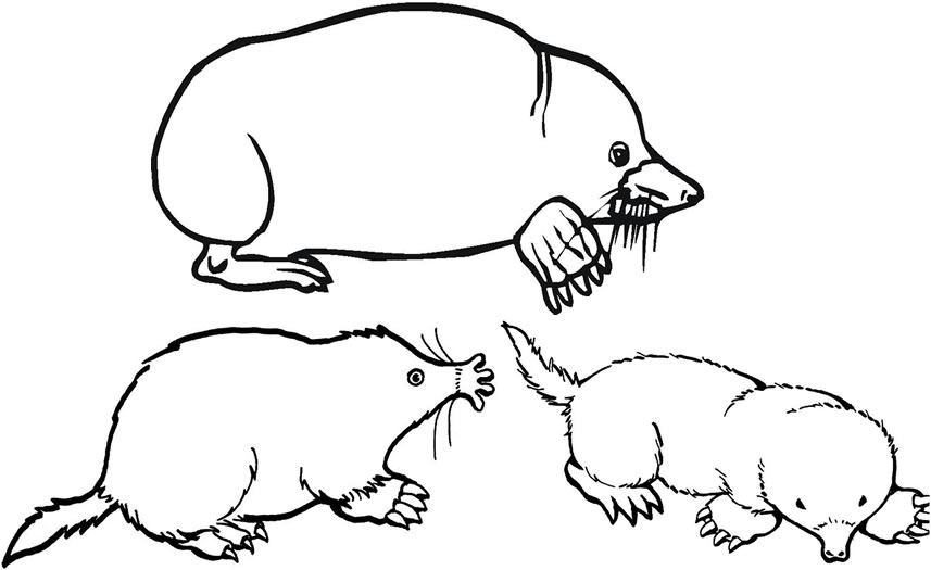 Mole colouring page