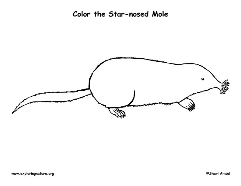 Mole star