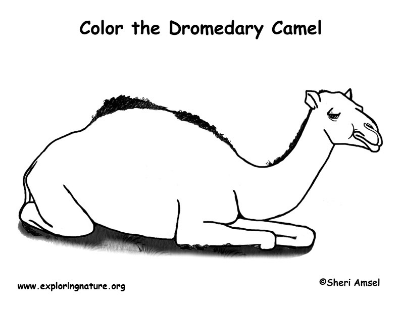 Camel dromedary coloring page