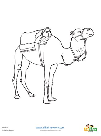 Camel coloring page all kids network