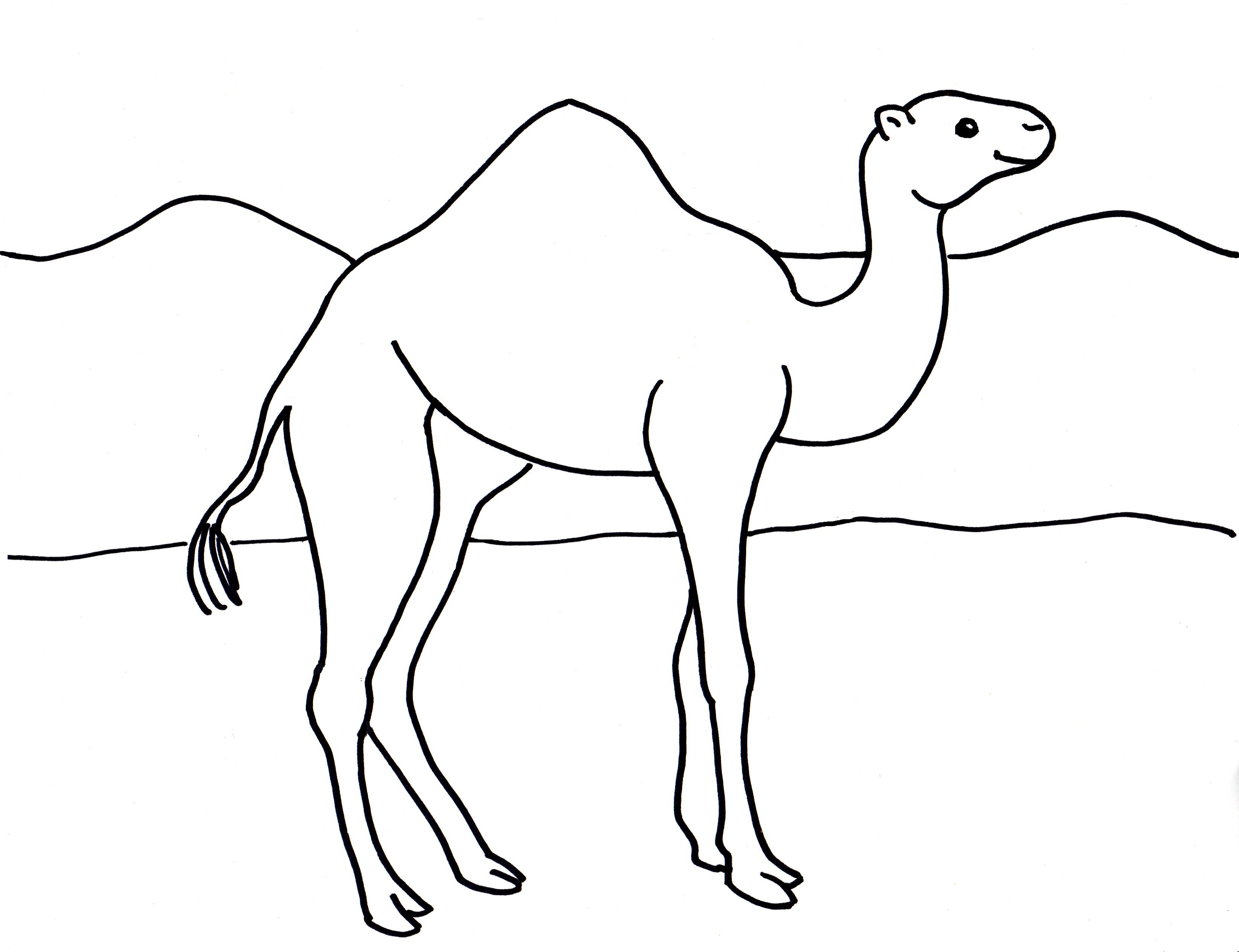 Camel coloring page