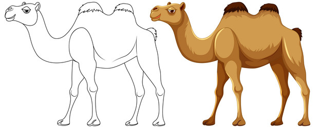 Camel coloring page vector images over