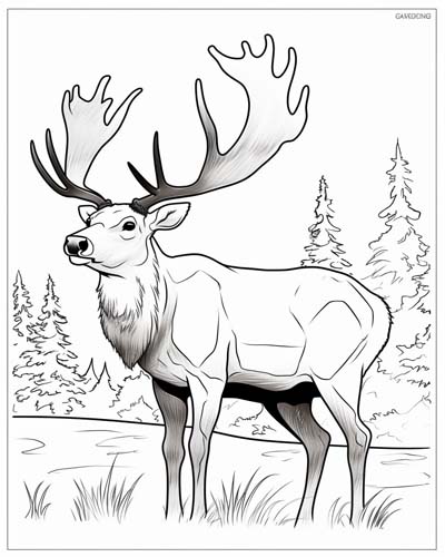 Caribou pages for kids